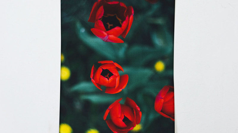 Red roses painting