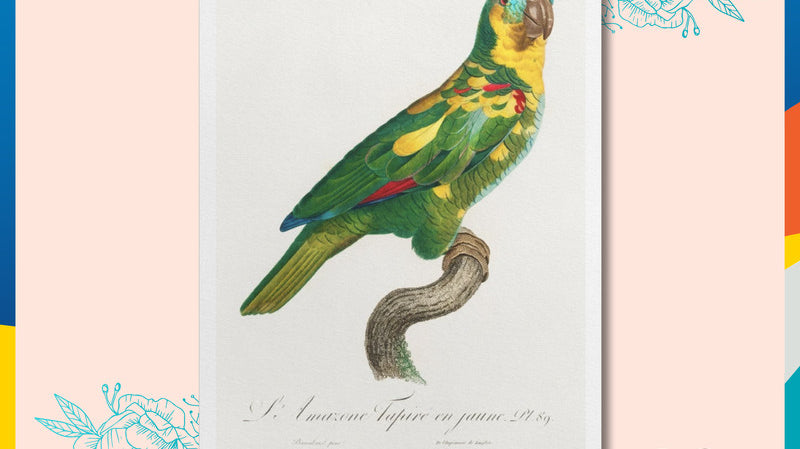 The Turquoise Fronted Amazon, painting by Francois Levaillant