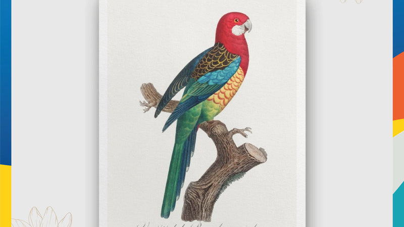 Adding a new collection of works by FRANCOIS LEVAILLANT