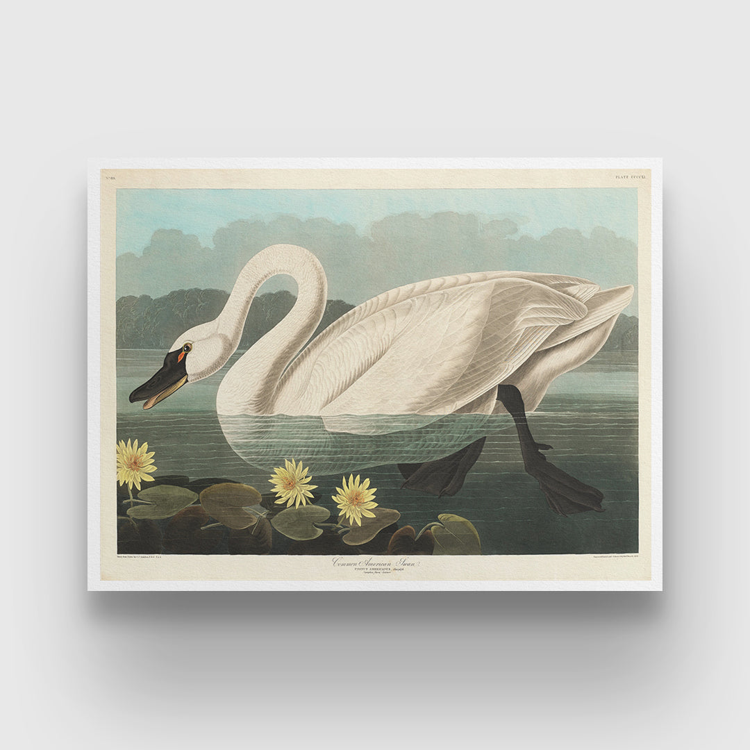 American Swan Vintage Poster 3 : 4 Horizontal New Premium Wall Art Canvas by MeriDeewar