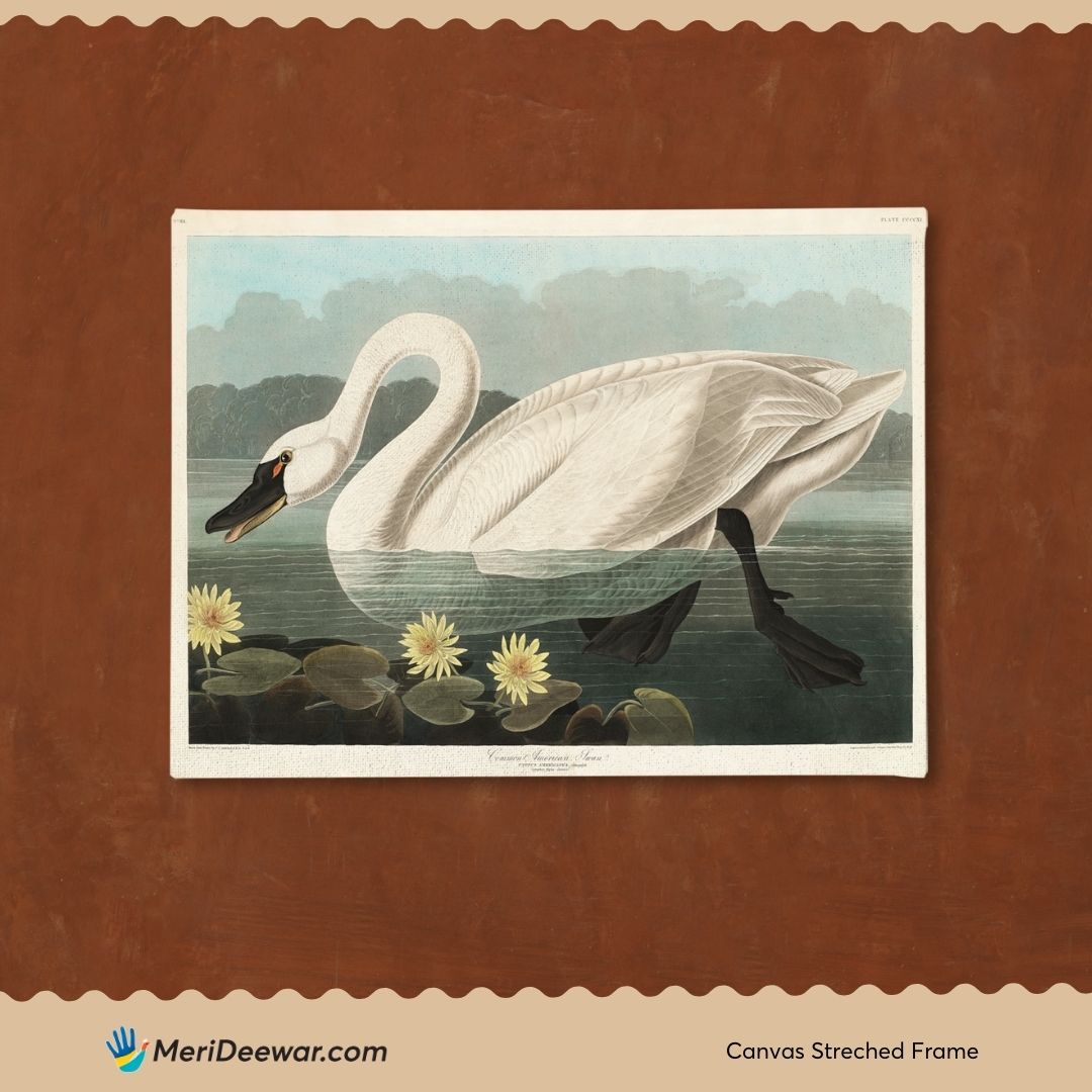 American Swan Vintage Poster 3 : 4 Horizontal New Premium Wall Art Canvas by MeriDeewar