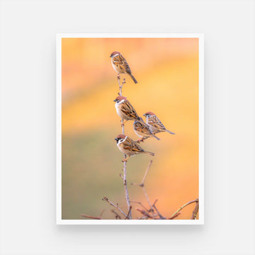 Beautiful Flock of Sparrows - Nature Art | MeriDeewar 3 : 4 Vertical New Premium Wall Art Canvas by MeriDeewar