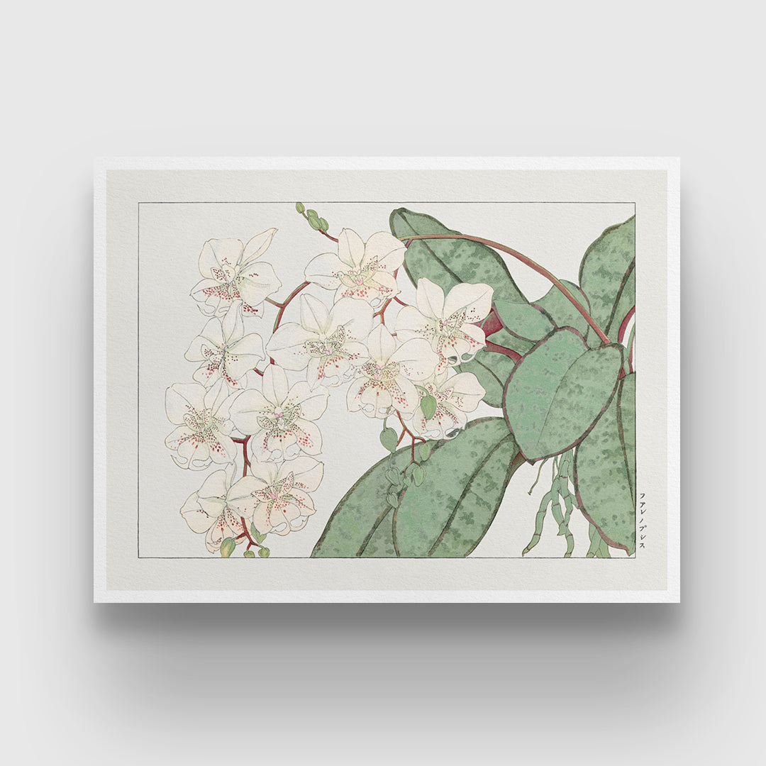 botanical Tanigami Konan Western Flower 3 : 4 Horizontal New Premium Wall Art Canvas by MeriDeewar