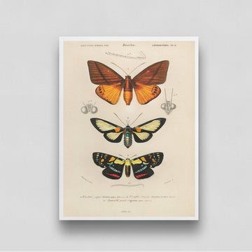 Butterflies Artwork 2 3 : 4 Vertical New Premium Wall Art Canvas by MeriDeewar