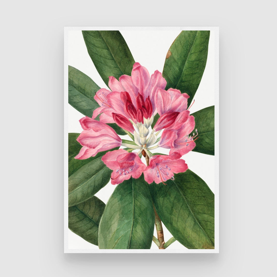 Crimson Grace – Pink Botanical Wall Art Print 2 : 3 Vertical Premium Wall Art Canvas by MeriDeewar