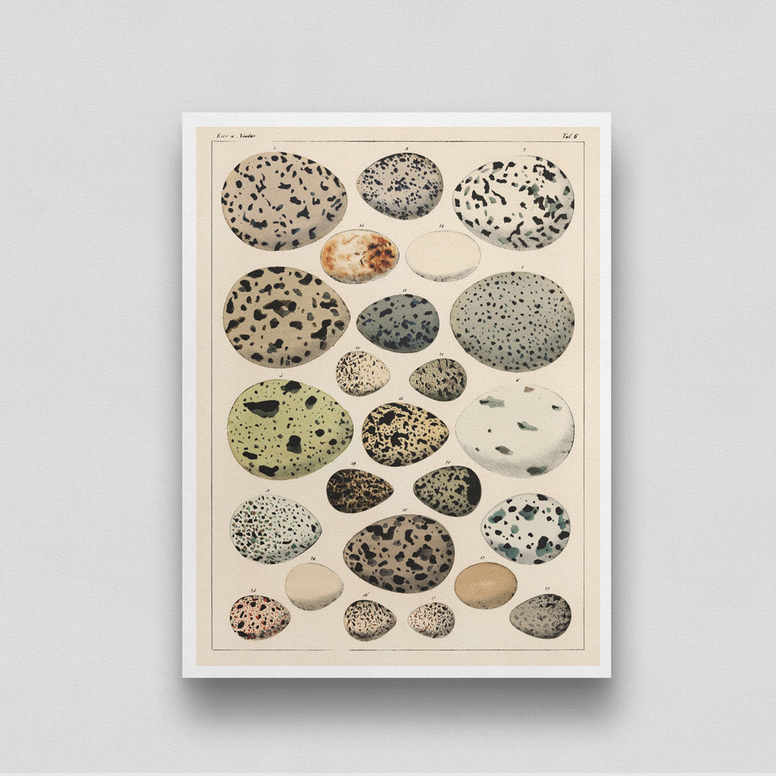 Easter/ Birds /Oken Eggs Vintage Poster 3 : 4 Vertical New Premium Wall Art Canvas by MeriDeewar