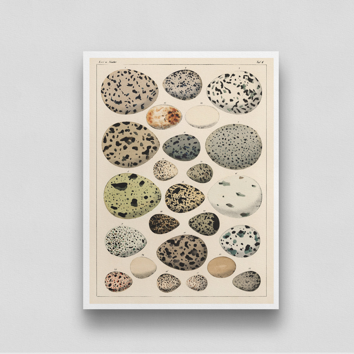 Easter/ Birds /Oken Eggs Vintage Poster 3 : 4 Vertical New Premium Wall Art Canvas by MeriDeewar