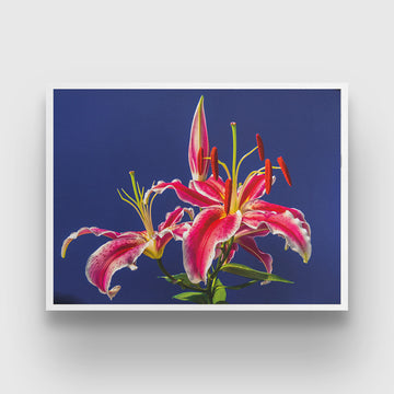 Lily Stargazer Flower 3 : 4 Horizontal New Premium Wall Art Canvas by MeriDeewar