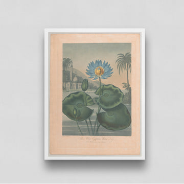The Blue Egyptian Water Lily Vintage painting 3 : 4 Vertical New Premium Wall Art Canvas by MeriDeewar