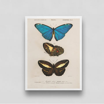 Three Colorful Butterflies Poster 3 : 4 Vertical New Premium Wall Art Canvas by MeriDeewar