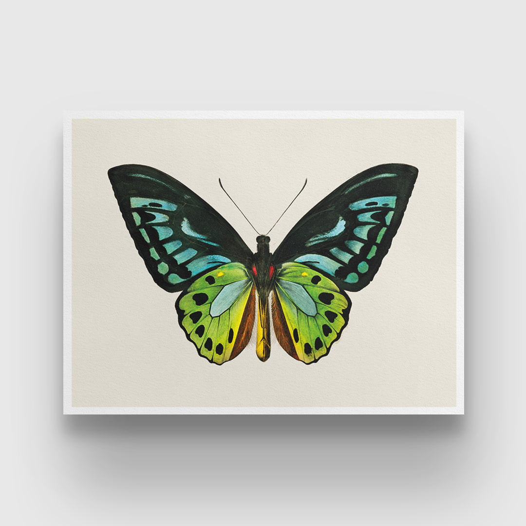 Vintage Butterfly Painting 3 : 4 Horizontal New Premium Wall Art Canvas by MeriDeewar