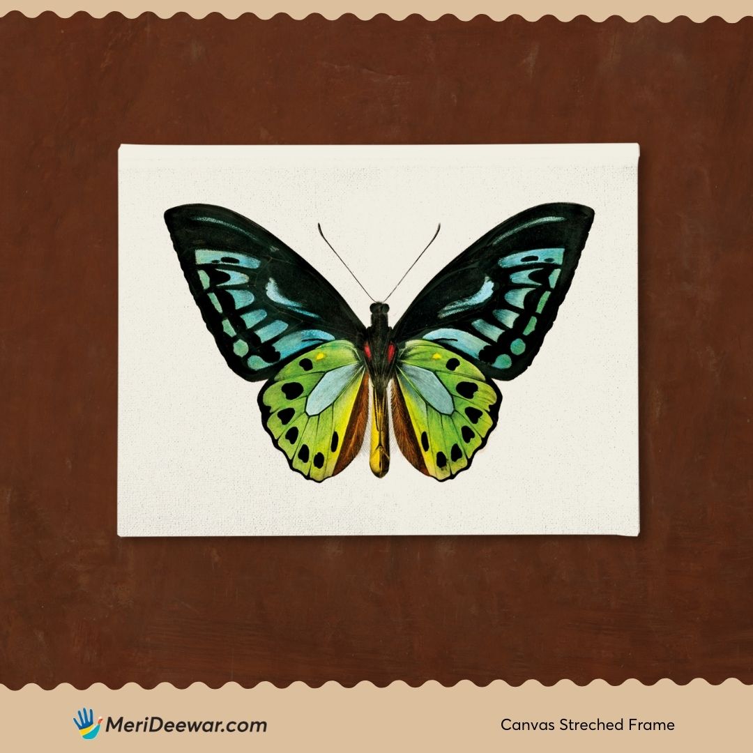 Vintage Butterfly Painting 3 : 4 Horizontal New Premium Wall Art Canvas by MeriDeewar