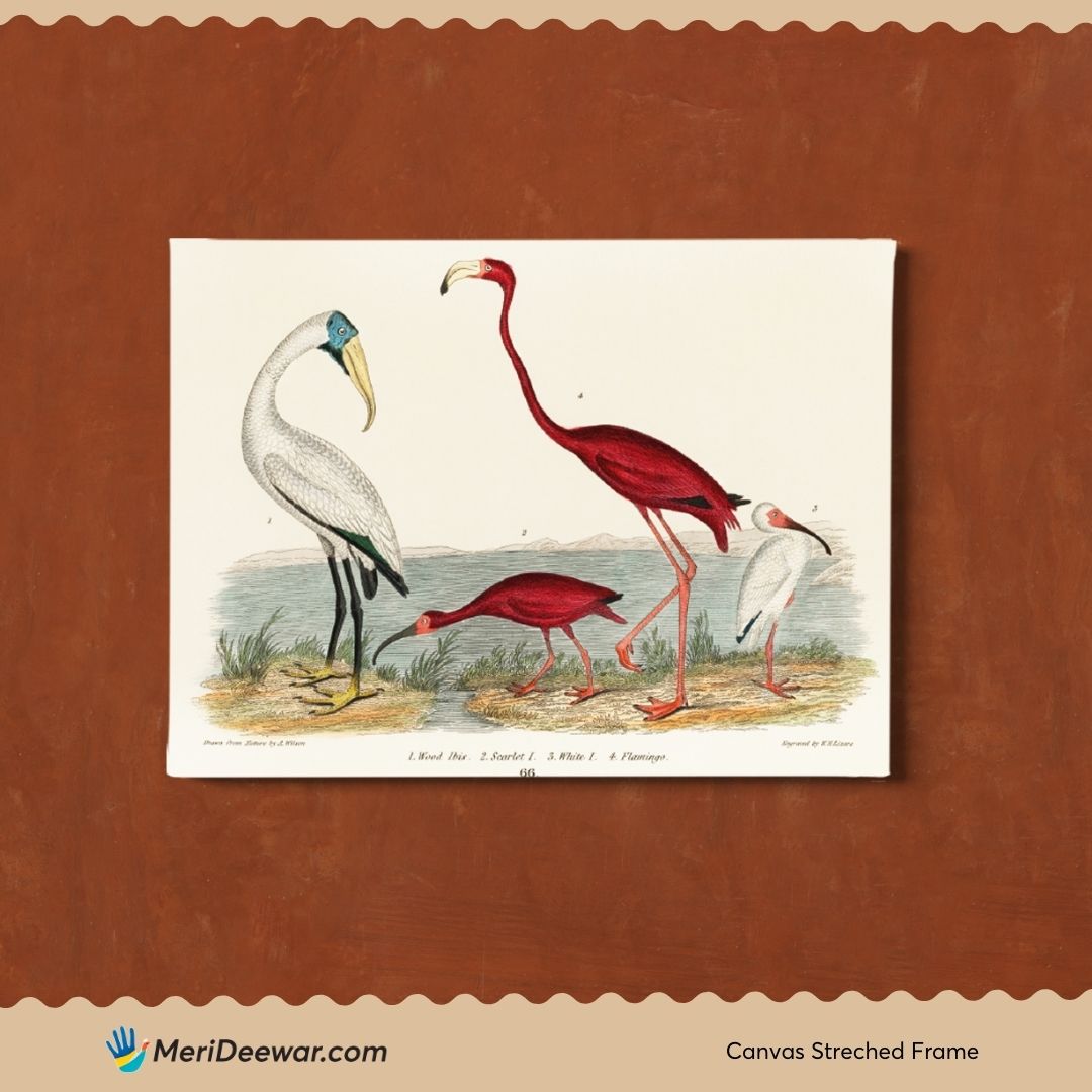 Vintage Flamingo and Ibis 3 : 4 Horizontal New Premium Wall Art Canvas by MeriDeewar