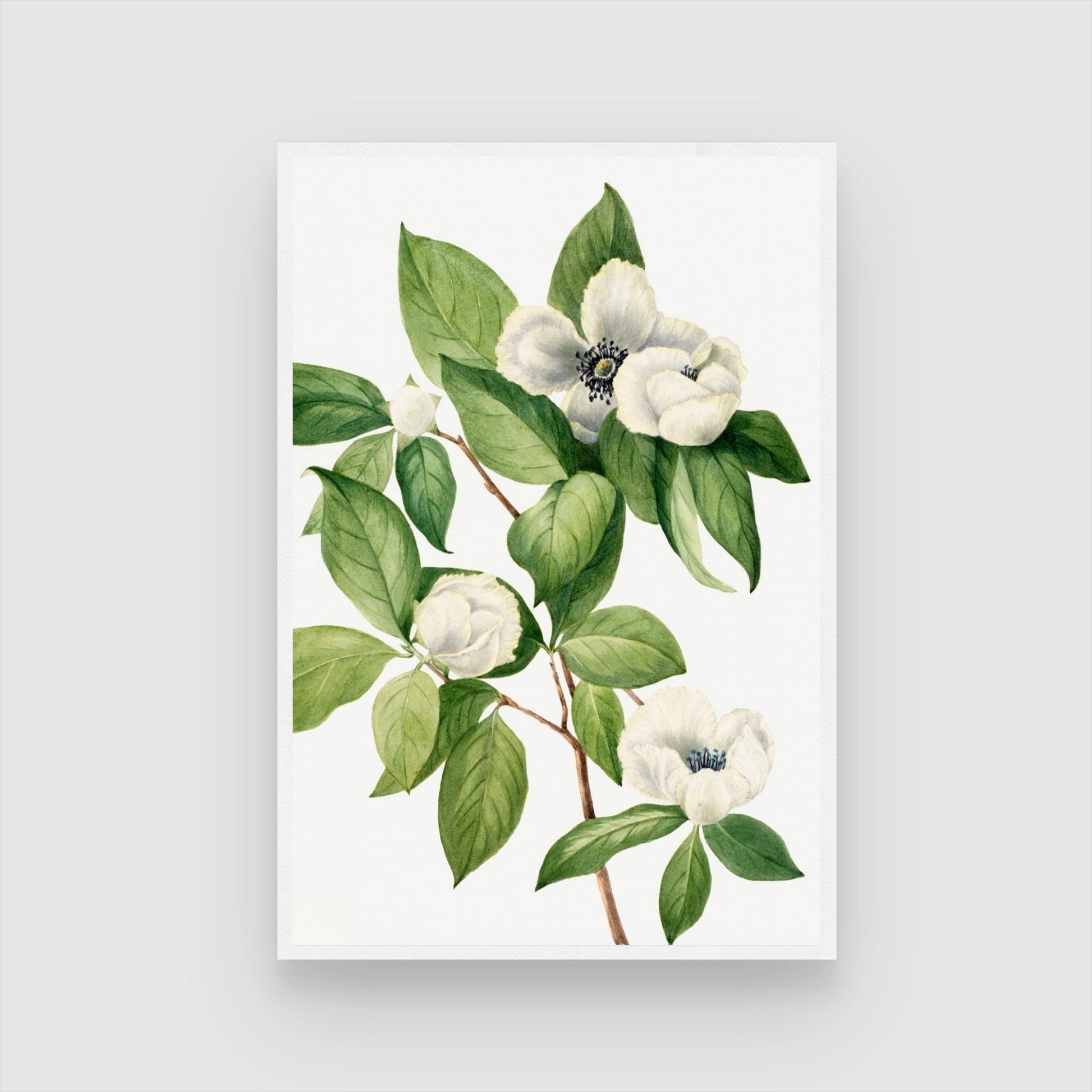 White Serenity – Elegant Botanical Flower Canvas Art 2 : 3 Vertical Premium Wall Art Canvas by MeriDeewar