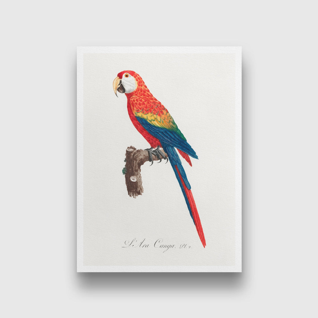 Ara Canga from Natural History of Parrots Painting - Meri Deewar 3 : 4.2 Vertical Premium Wall Art Canvas by MeriDeewar