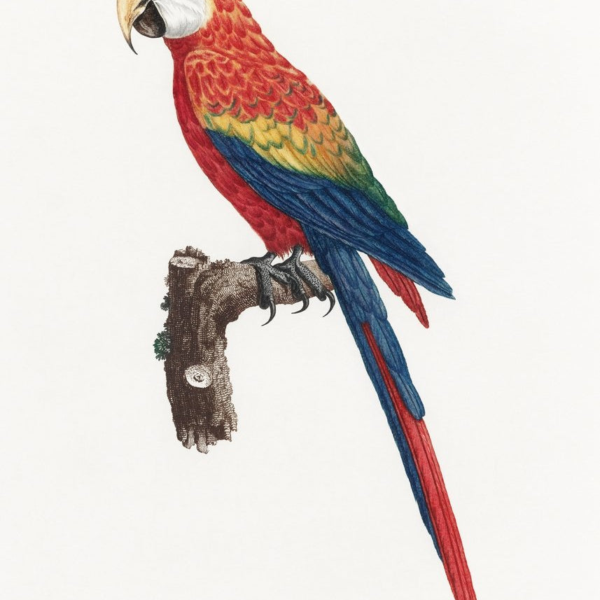 Ara Canga from Natural History of Parrots Painting - Meri Deewar 3 : 4.2 Vertical Premium Wall Art Canvas by MeriDeewar