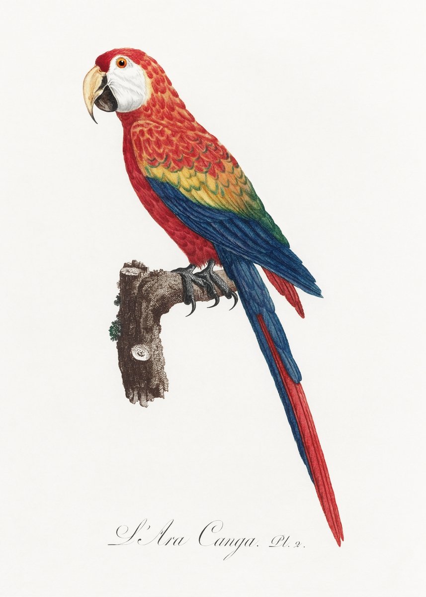 Ara Canga from Natural History of Parrots Painting - Meri Deewar 3 : 4.2 Vertical Premium Wall Art Canvas by MeriDeewar