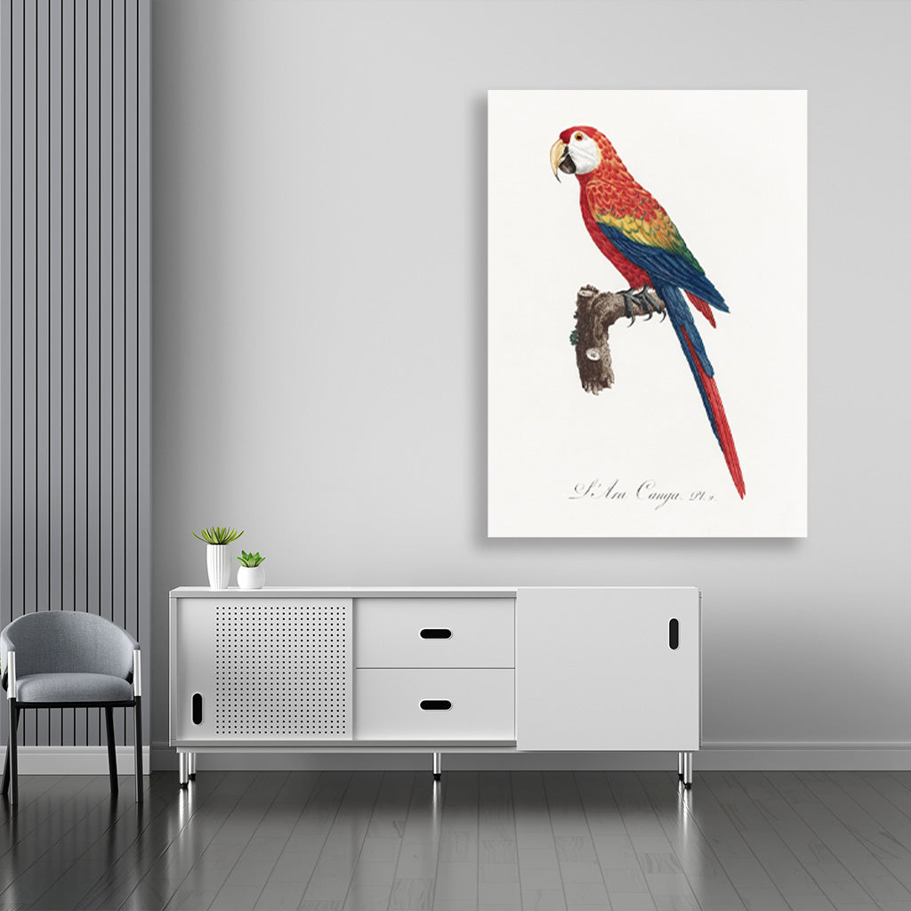 Ara Canga from Natural History of Parrots Painting - Meri Deewar 3 : 4.2 Vertical Premium Wall Art Canvas by MeriDeewar
