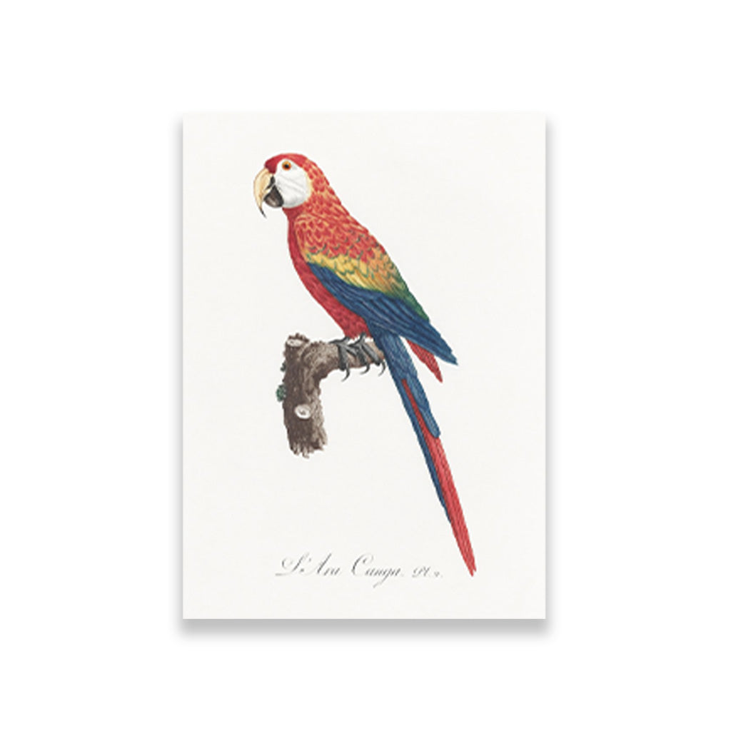 Ara Canga from Natural History of Parrots Painting - Meri Deewar 3 : 4.2 Vertical Premium Wall Art Canvas by MeriDeewar