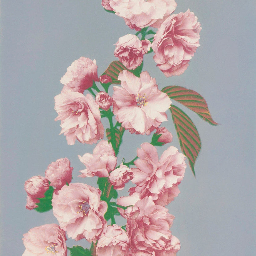 Beautiful Cherry Blossom painting - Meri Deewar 2 : 3 Vertical Premium Wall Art Canvas by MeriDeewar