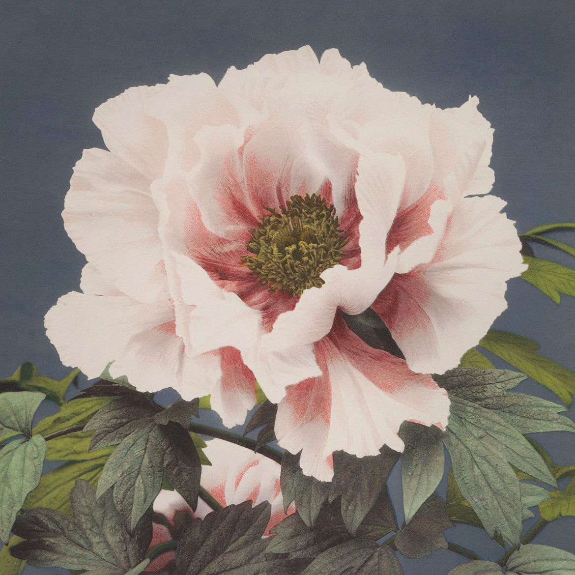 Beautiful Flower painting 1 : 1 Square Premium Wall Art Canvas by MeriDeewar