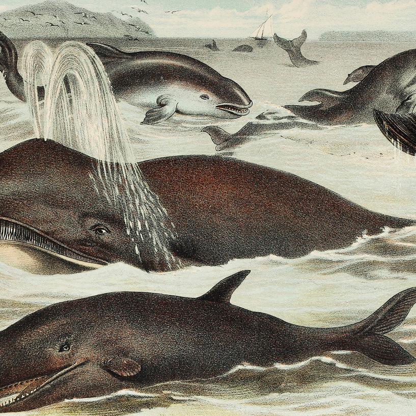 Blackfish, Porpoise, and Dolphin - painting 3 : 2 Horizontal Premium Wall Art Canvas by MeriDeewar
