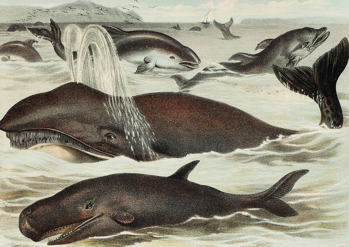 Blackfish, Porpoise, and Dolphin - painting 3 : 2 Horizontal Premium Wall Art Canvas by MeriDeewar