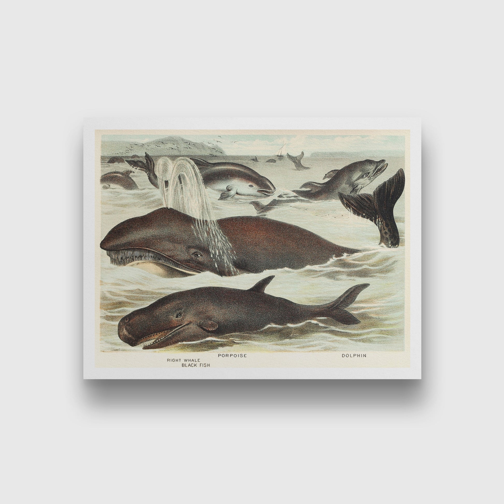 Blackfish, Porpoise, and Dolphin - painting 3 : 2 Horizontal Premium Wall Art Canvas by MeriDeewar
