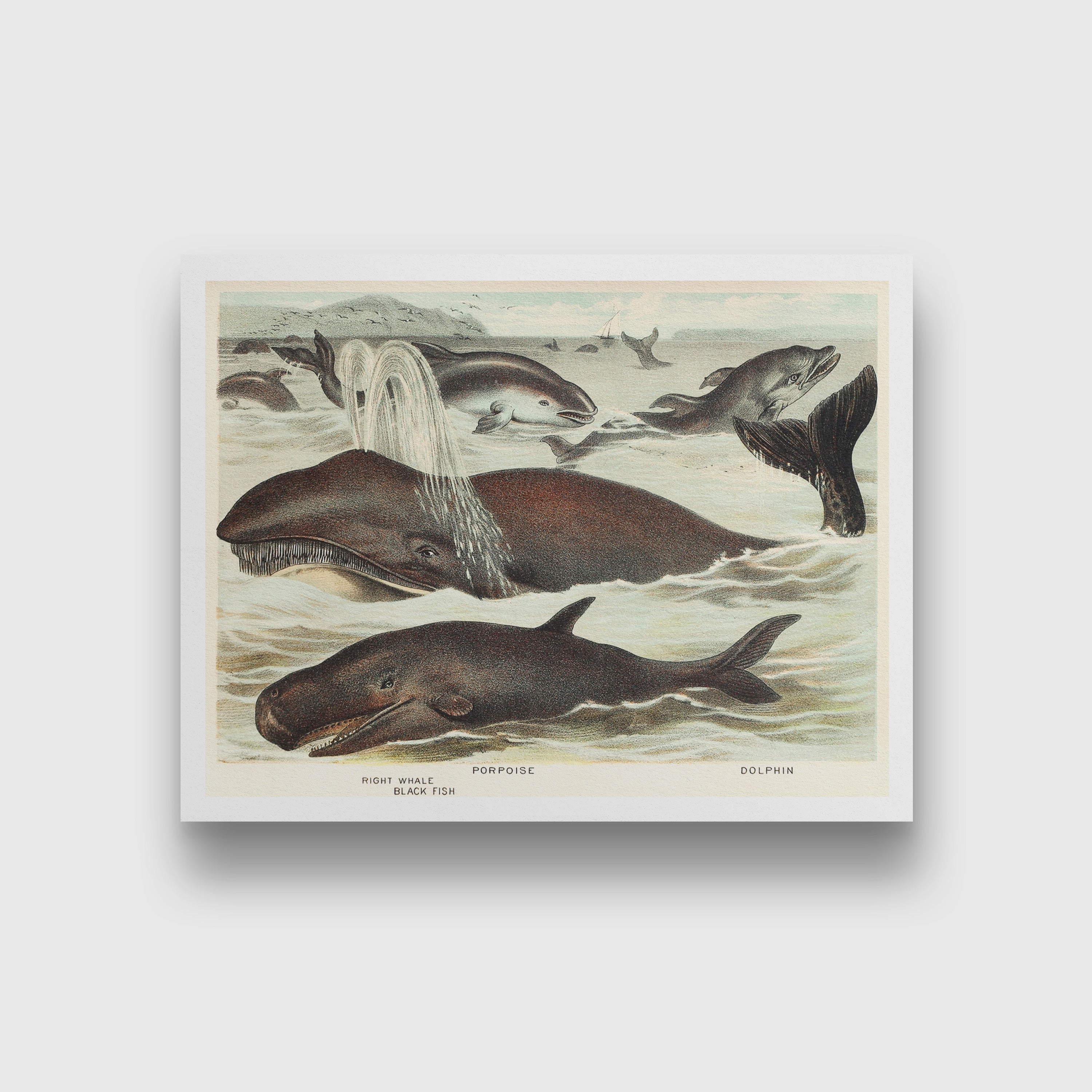 Blackfish, Porpoise, and Dolphin - painting 3 : 2 Horizontal Premium Wall Art Canvas by MeriDeewar