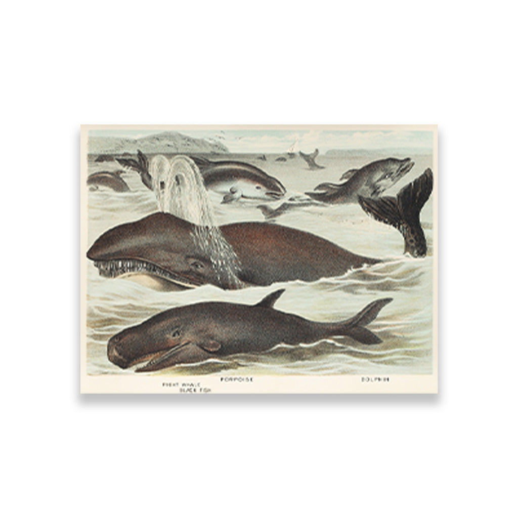 Blackfish, Porpoise, and Dolphin - painting 3 : 2 Horizontal Premium Wall Art Canvas by MeriDeewar