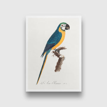 Blue-and-Yellow Macaw, Ara ararauna from Natural History of Parrots Painting - Meri Deewar 2 : 3 Vertical Premium Wall Art Canvas by MeriDeewar