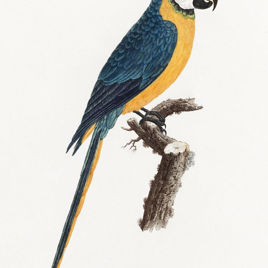 Blue-and-Yellow Macaw, Ara ararauna from Natural History of Parrots Painting - Meri Deewar 2 : 3 Vertical Premium Wall Art Canvas by MeriDeewar