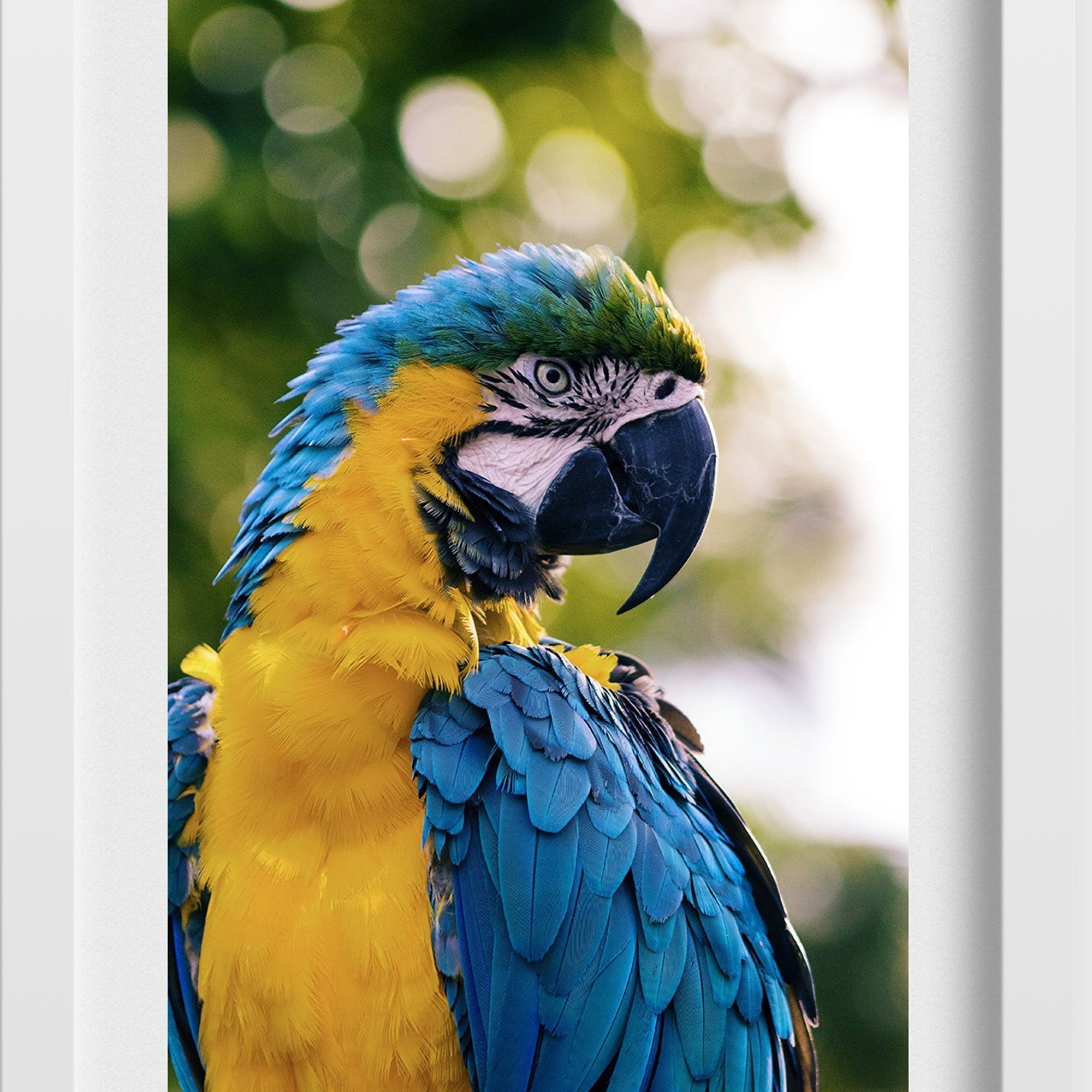 Colourful Parrot Painting - Meri Deewar 2 : 3 Vertical Premium Wall Art Canvas by MeriDeewar
