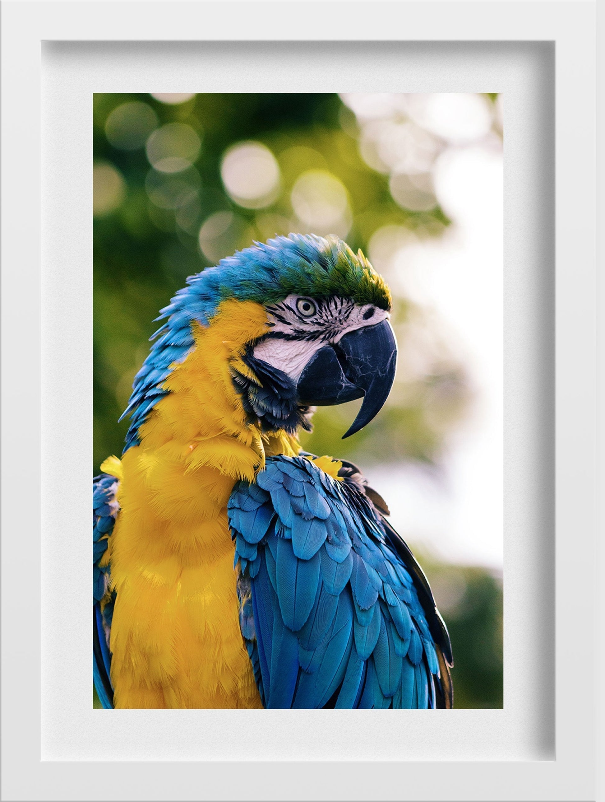 Colourful Parrot Painting - Meri Deewar 2 : 3 Vertical Premium Wall Art Canvas by MeriDeewar