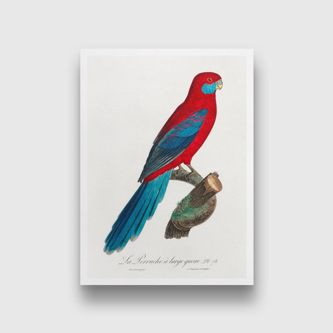 Crimson Rosella Painting - Meri Deewar 2 : 3 Vertical Premium Wall Art Canvas by MeriDeewar