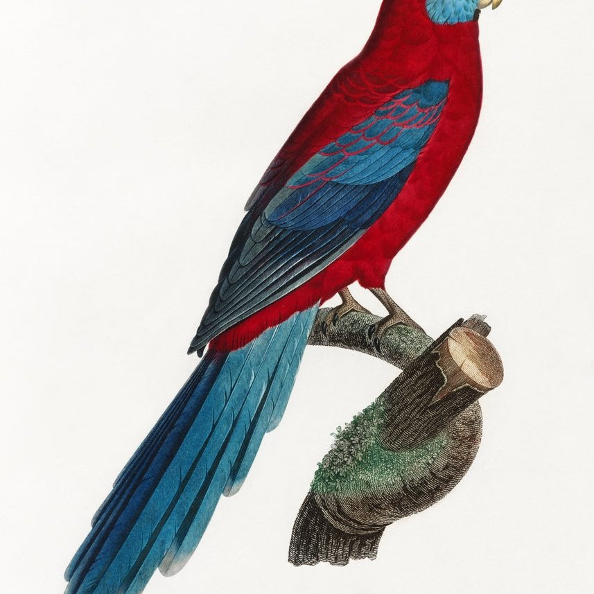 Crimson Rosella Painting - Meri Deewar 2 : 3 Vertical Premium Wall Art Canvas by MeriDeewar