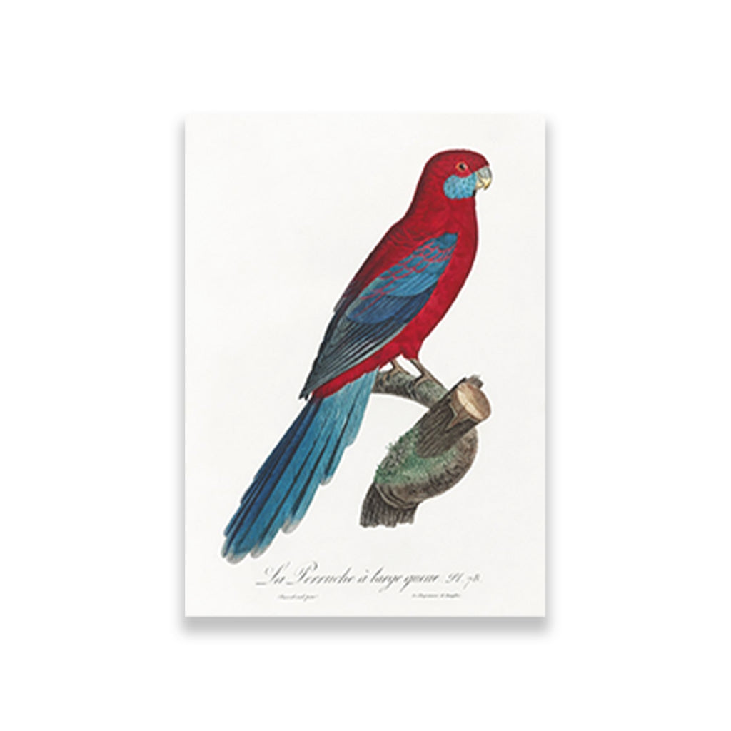 Crimson Rosella Painting - Meri Deewar 2 : 3 Vertical Premium Wall Art Canvas by MeriDeewar