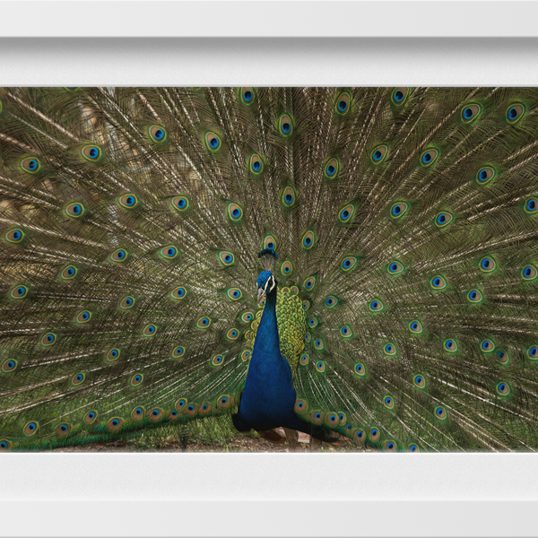 Dancing Peacock Painting - Meri Deewar 3 : 2 Horizontal Premium Wall Art Canvas by MeriDeewar