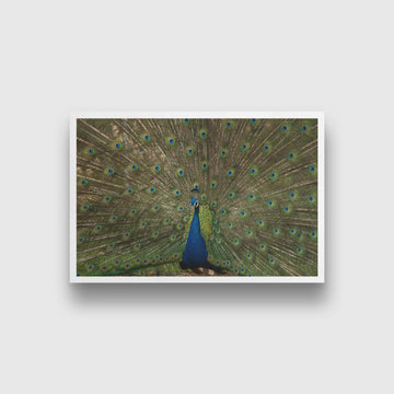 Dancing Peacock Painting - Meri Deewar 3 : 2 Horizontal Premium Wall Art Canvas by MeriDeewar