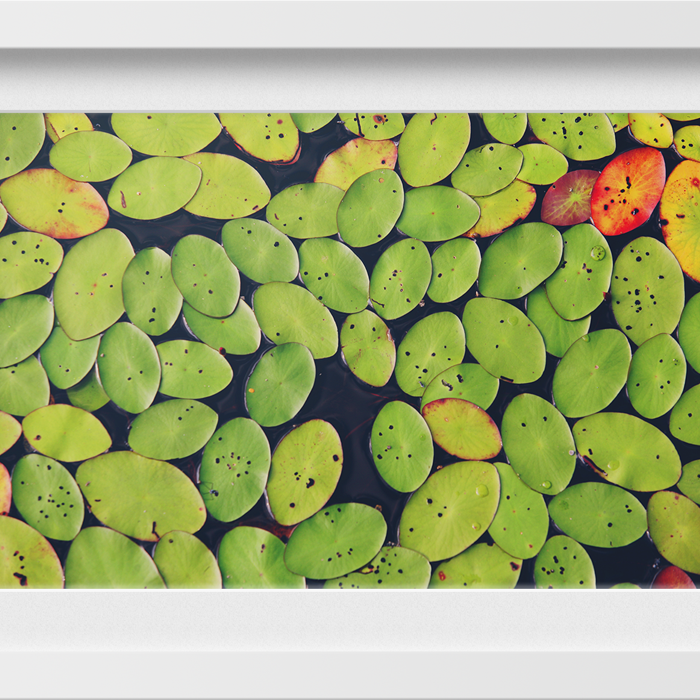 Floating Leaves Painting - Meri Deewar 3 : 2 Horizontal Premium Wall Art Canvas by MeriDeewar