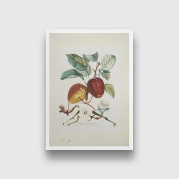 Fruit Series Apple Painting - Meri Deewar 3 : 4.2 Vertical Premium Wall Art Canvas by MeriDeewar