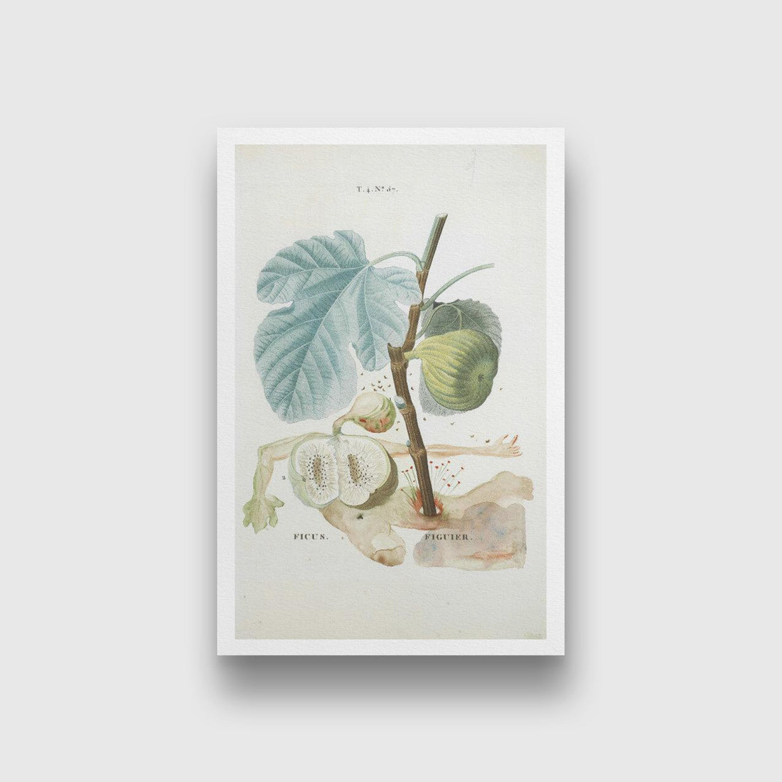 fruit series Painting -  Meri Deewar 3 : 4 Vertical Premium Wall Art Canvas by MeriDeewar