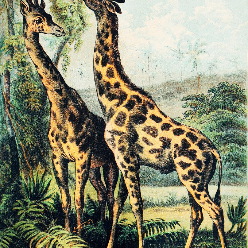 Giraffe - painting 3 : 4.2 Vertical Premium Wall Art Canvas by MeriDeewar
