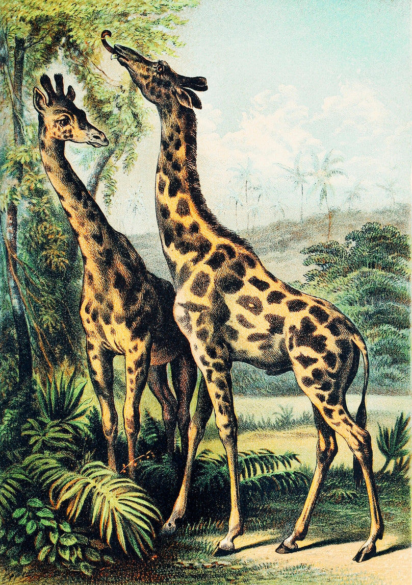 Giraffe - painting 3 : 4.2 Vertical Premium Wall Art Canvas by MeriDeewar