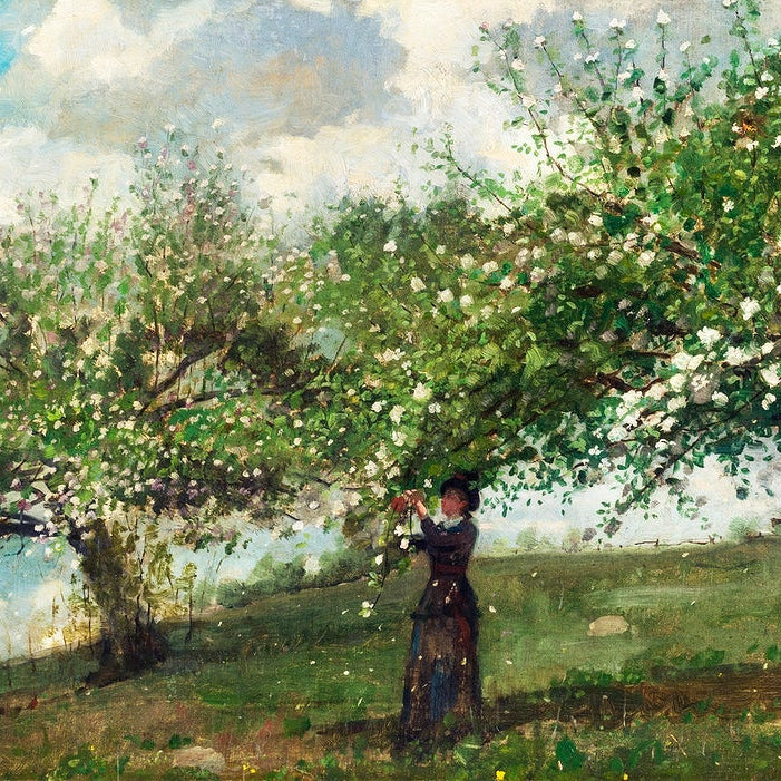 Girl Picking Apple Blossoms painting - Meri Deewar 3 : 2 Horizontal Premium Wall Art Canvas by MeriDeewar