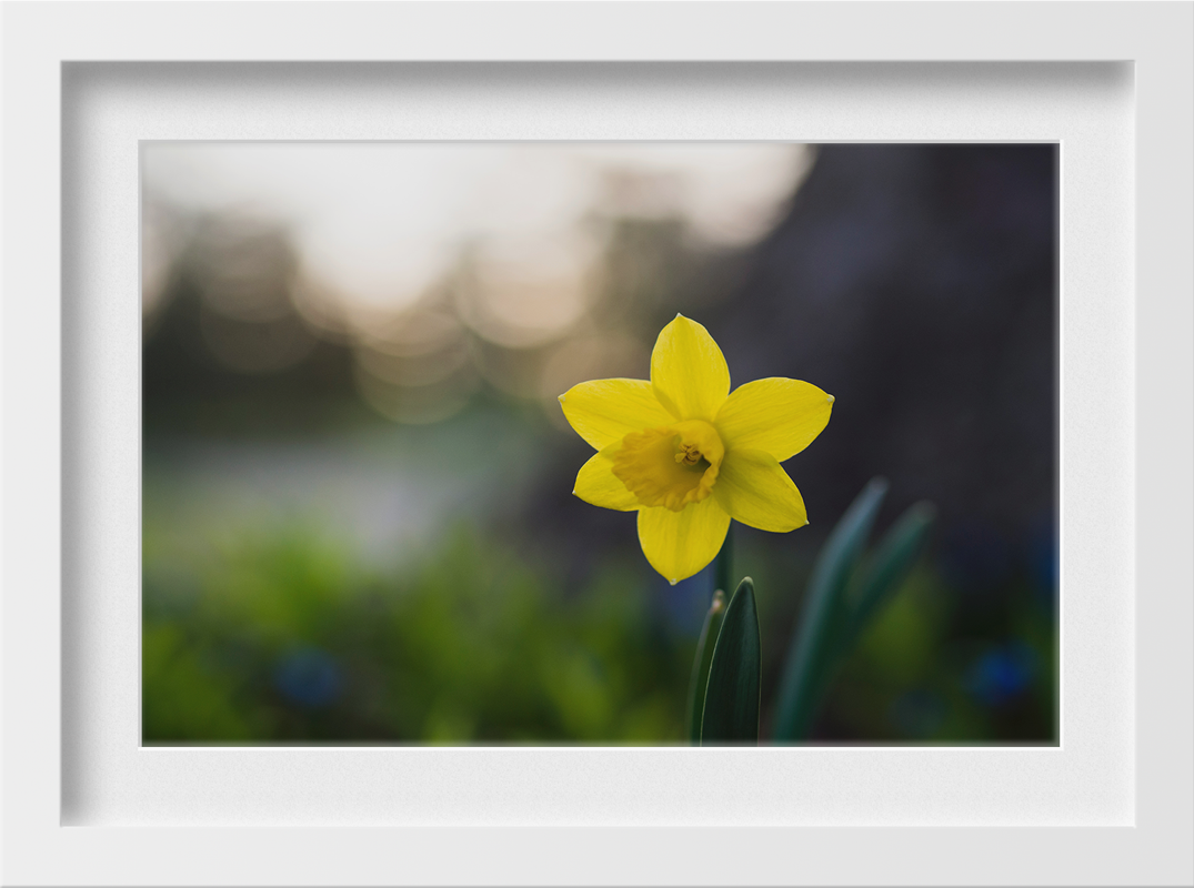 Hello Lily Painting - Meri Deewar 3 : 2 Horizontal Premium Wall Art Canvas by MeriDeewar