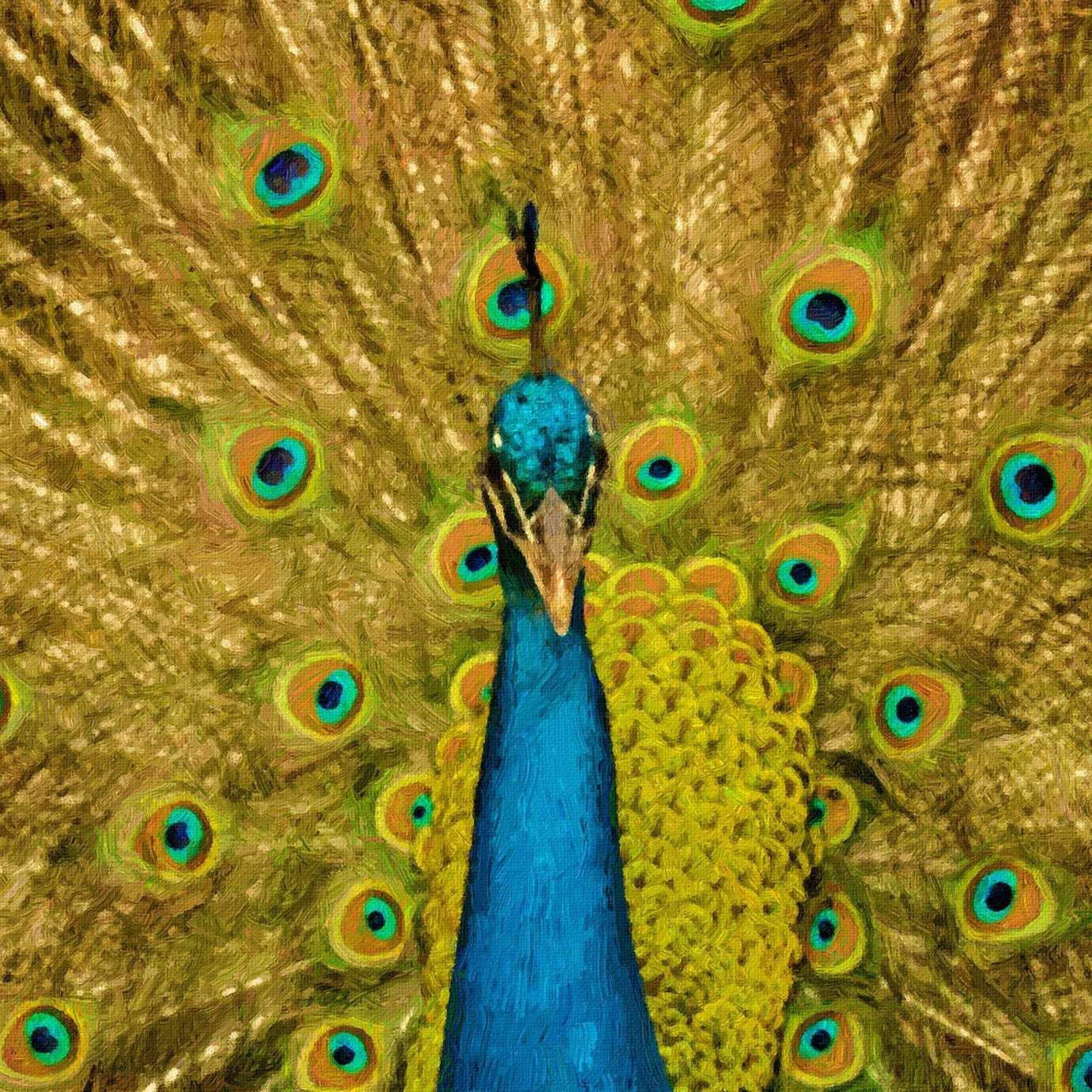 Indian Male Peacock Painting - Meri Deewar 3 : 2 Horizontal Premium Wall Art Canvas by MeriDeewar