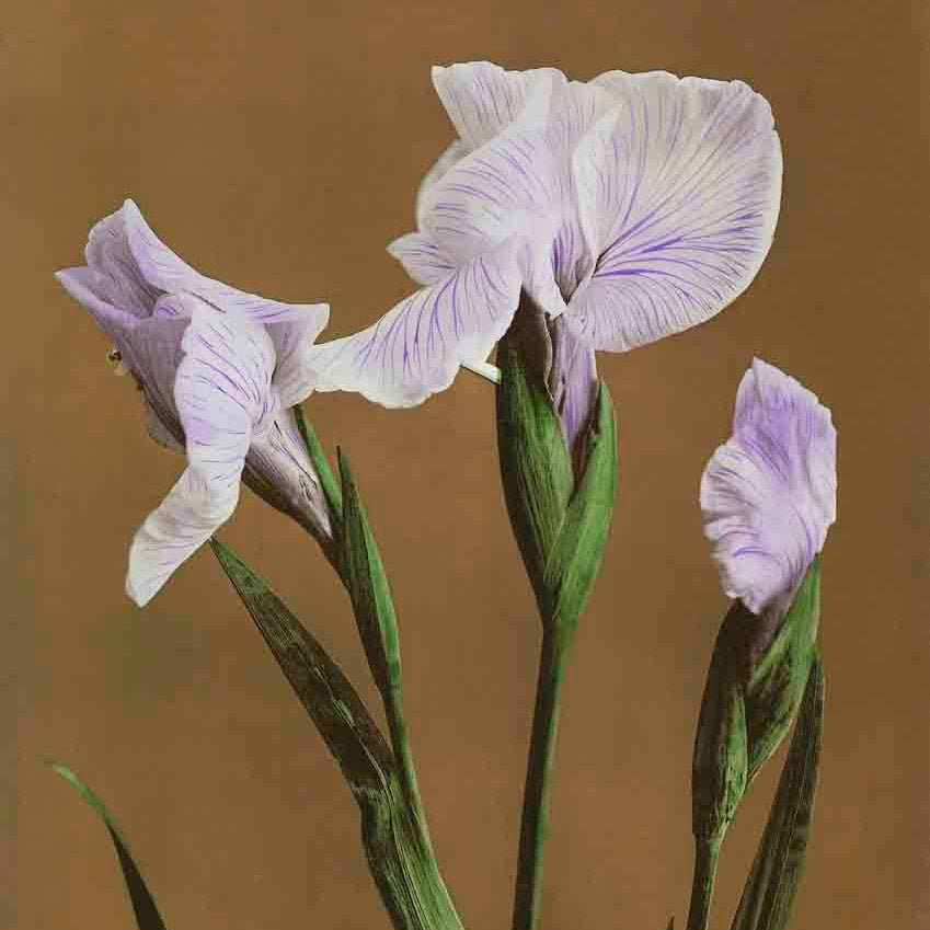Iris Kæmpferi 3 : 4 Vertical Premium Wall Art Canvas by MeriDeewar