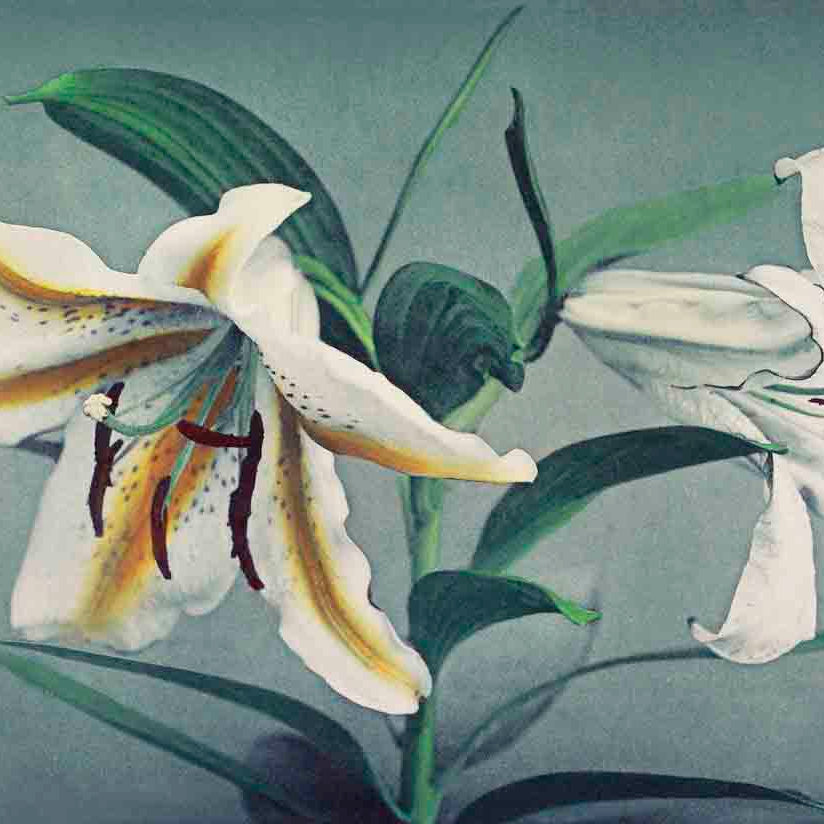 Lily hand–colored painting 3 : 2 Horizontal Premium Wall Art Canvas by MeriDeewar