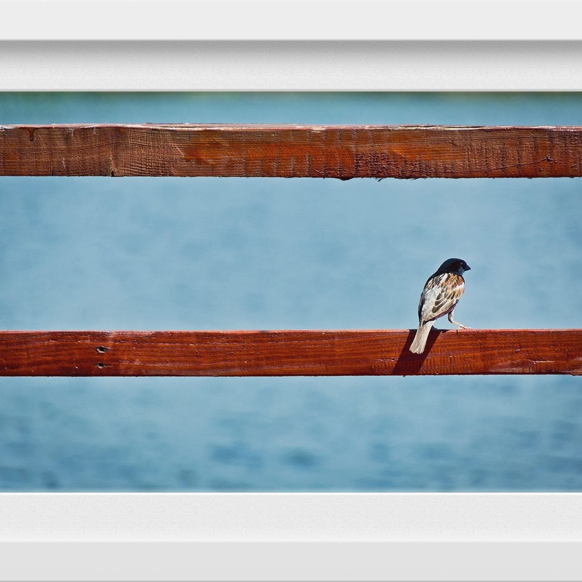 Little Bird Painting - Meri Deewar 3 : 2 Horizontal Premium Wall Art Canvas by MeriDeewar